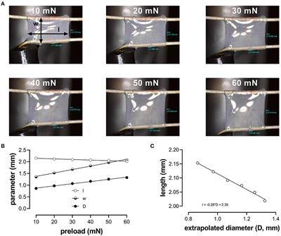 Aortic Stiffness Hysteresis in Isolated Mouse Aortic Segments Is Intensified by Contractile Stimuli, Attenuated by Age, and Reversed by Elastin Degradation